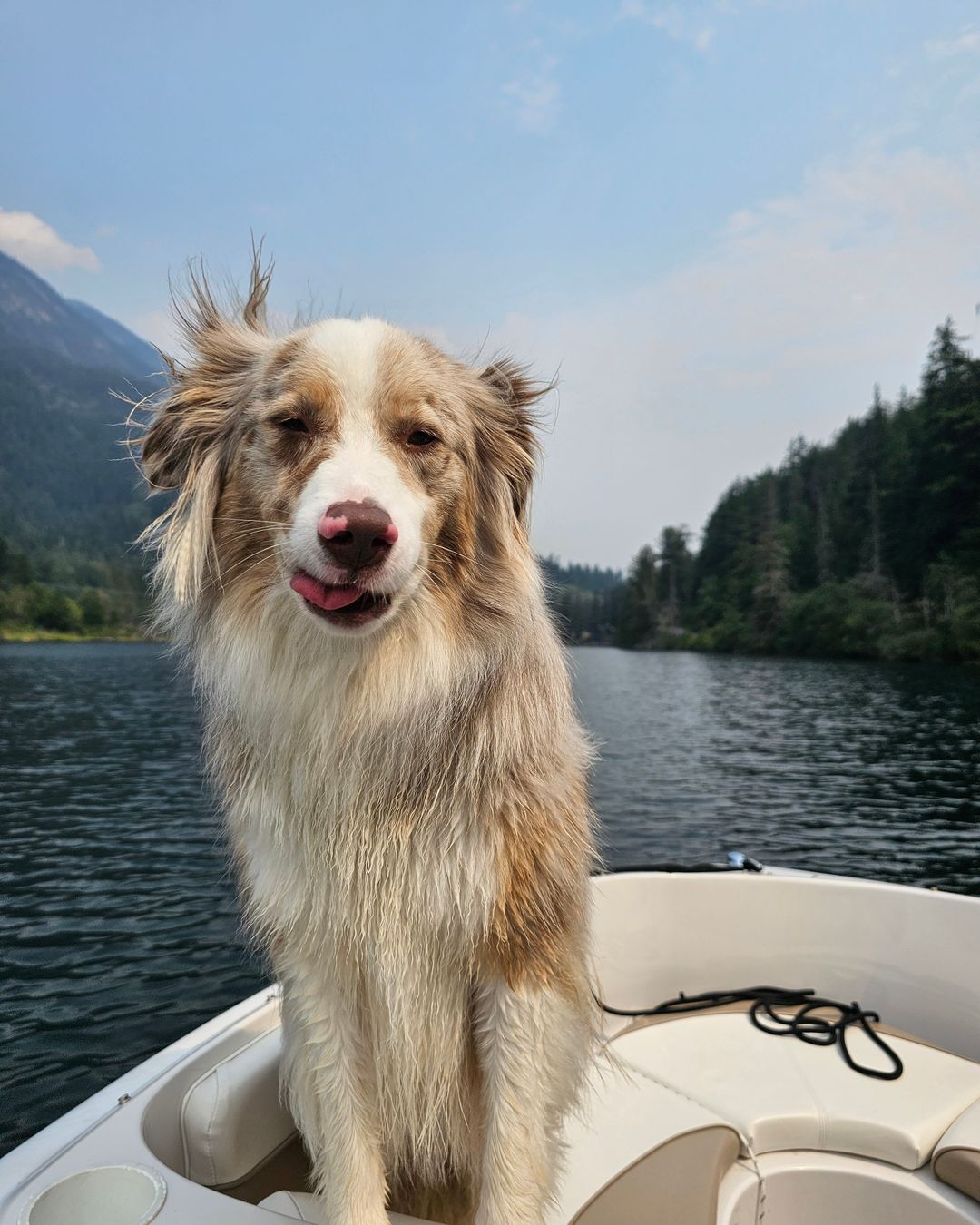 Benji at the front of a boat on a mountain lake, ears blowing in the wind, tongue poking out.