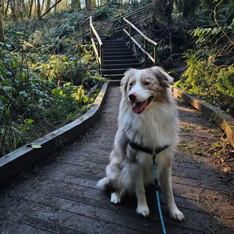 Benji sitting on a forest boardwalk with his mouth open in a happy pant.