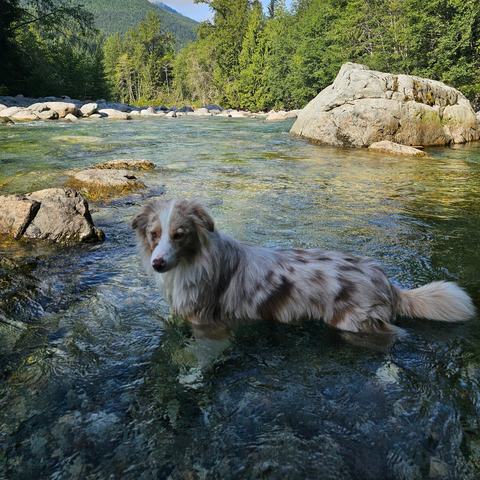 Benji standing in a clear mountain river, with boulders and forest behind him.