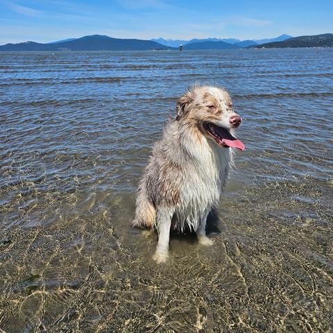 Benji sitting in shallow sea water with a wet coat and his tongue out, mountains in the distance.