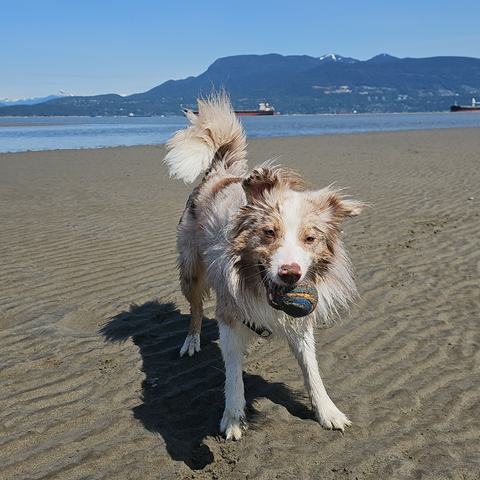 Benji on rippled wet sand at low tide with a ball in his mouth.