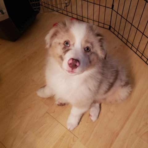Benji as a fluffy puppy, sitting in his pen and looking up.