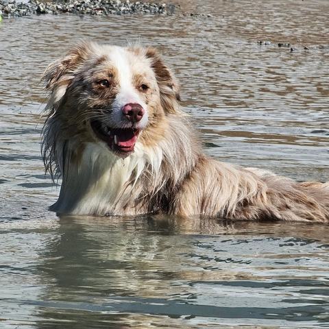 Benji wading in shallow water, soaked and grinning, with tennis balls floating behind him.