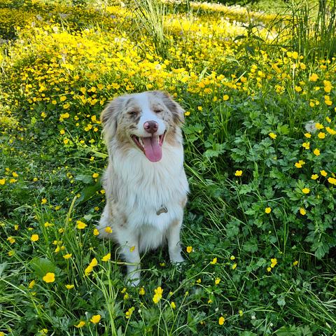 Benji sitting in a field of yellow buttercups, squinting happily in the sun.