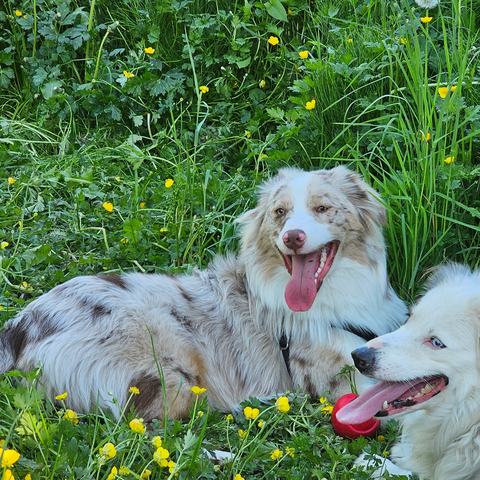 Benji lying in a buttercup meadow with his fluffy white friend and a red ball.